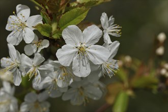 Cherry blossoms (Prunus avium) on a branch, Wilnsdorf, North Rhine-Westphalia, Germany, Europe