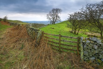 View of the English countryside along a stone wall with a gate and a single tree standing in a