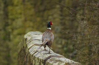 A pheasant (Phasianus colchicus) standing on a wall, male, cock, Cockermouth, Lake District,