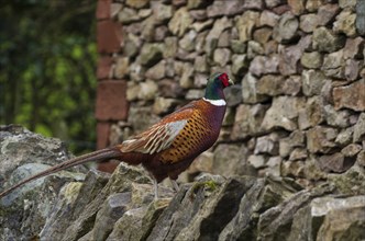 A pheasant (Phasianus colchicus) standing on a wall, male, cock, Cockermouth, Lake District,