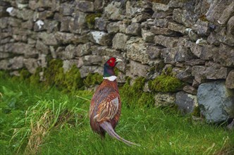 Pheasant (Phasianus colchicus), male, cock, Cockermouth, Lake District, England, Great Britain