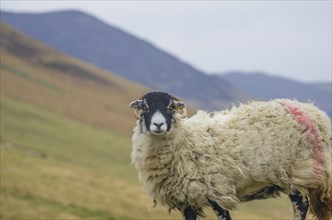 Swaledale sheep, Lake Distirct, England, Great Britain