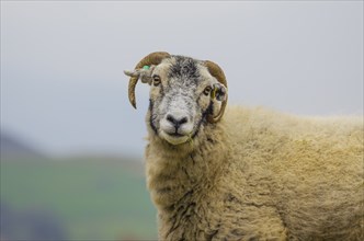 Swaledale sheep, Lake Distirct, England, Great Britain