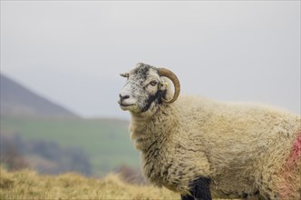 Swaledale sheep, Lake Distirct, England, Great Britain