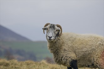 Swaledale sheep, Lake Distirct, England, Great Britain