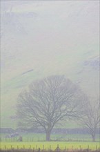 A tree standing in a pasture in the mist, Cumbria, Lake District, North West England, Great Britain