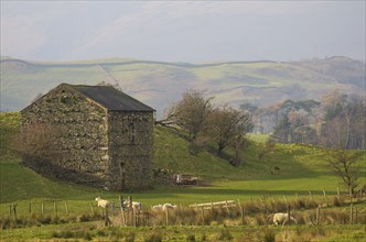 View of a historic looking barn and sheep in front of it, Cumbria, Lake District, North West