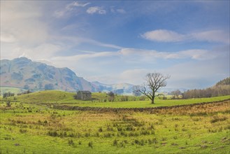 View over an English pasture landscape with a single tree in front of a stone wall and a historic