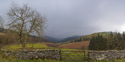 View of the valley and Whinlatter Forest in cloudy weather with a stone wall with a wooden gate and