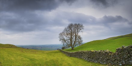 View of the English countryside along a stone wall with a single tree standing in a meadow,