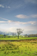 View over English pastures and a single tree with stone wall in front, Cumbria, Lake District,