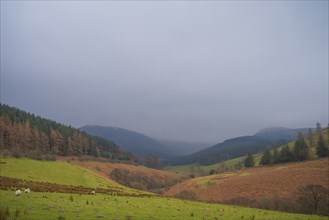 View of the valley and Whinlatter Forest in cloudy weather, Cumbria, Lake District, North West