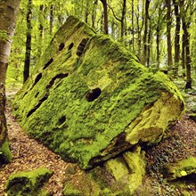 Rock covered with moss in a natural forest, Mullerthal region, Mullerthal Trail, Luxembourg's