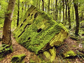 Rock covered with moss in a natural forest, Mullerthal region, Mullerthal Trail, Luxembourg's