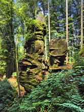 Rock towers in the forest, Teuflische Acht hiking trail, Ferschweiler Plateau, Naturpark Südeifel,