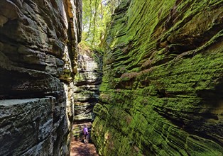 The Grüne Hölle gorge, hiking trail in the red sandstone in the Sauerschweiz, Southern Eifel nature