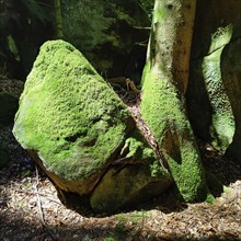 Bizarre rocks with extremely green mossy coloured sandstone in the light, Sauerschweiz, Naturpark