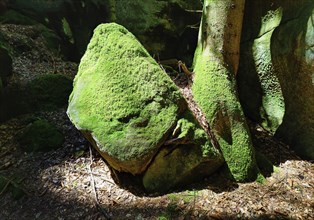 Bizarre rocks with extremely green mossy coloured sandstone in the light, Sauerschweiz, Naturpark