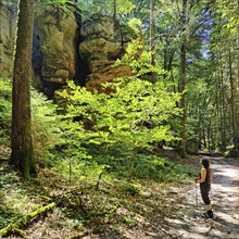 Bizarre red sandstone rock landscapes in the Sauerschweiz, Southern Eifel nature park Park, hiking