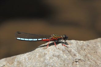 Dancing jewel (Platycypha caligata), dragonfly, Kinukamari Waterfall, Tanzania, Africa