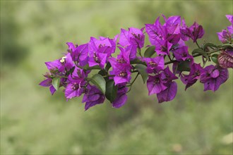 Branch of triplet flower (Bougainvillea glabra), detail, Marangu, Tanzania, Africa