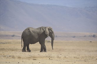 African elephant (Loxodonta africana), steppe, Ngorongoro Crater, Tanzania, Africa