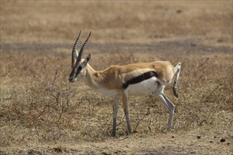 Thomson's gazelle (Gazella thomsonii), Ngorongoro Crater, Tanzania, Africa