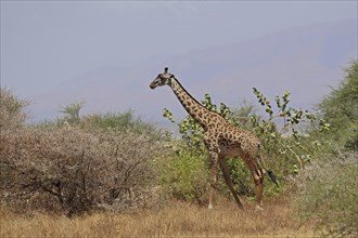 Giraffe (Giraffa camelopardalis), bush, Lake Manyara, Tanzania, Africa