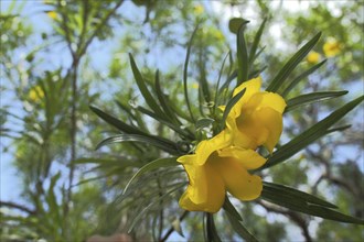 Yellow oleander (Thevetia peruviana), yellow blossom, tree, view from below, Boma Ng'ombe,