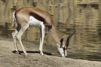 Springbok (Antidorcas marsupialis) drinking on the bank, water, captive