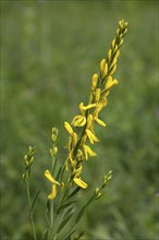 Dyer's broom (Genista tinctoria), Kaiserstuhl, Baden-Württemberg, Germany, Europe