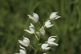 Sword-leaved helleborine (Cephalanthera longifolia), Kaiserstuhl, Baden-Württemberg, Germany,