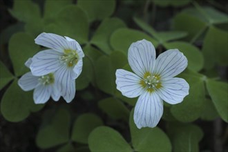 Common wood sorrel (Oxalis acetosella), two flowers, Weilbachtal, Wiesbaden, Taunus, Hesse,