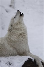 Howling Alaskan tundra wolf (Canis lupus albus) in the snow, portrait, howling, white, head up,