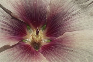 Petals with pistil of a hollyhock (Alcea rosea), close-up, detail, Weilbacher Kiesgruben, Weilbach,