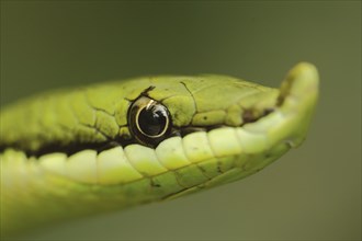 Head of long-nosed bush snake (Philodryas baroni), close-up, eye, long noses, long, funny, green,