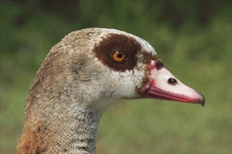 Head of Nile Goose (Alopochen aegyptiacus), close-up, Mönchbruch, Frankfurt am Main, Hesse,