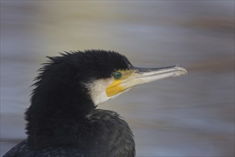 Head of the great cormorant (Phalacrocorax carbo), captive