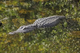 American alligator (Alligator mississippiensis), water, lying, green, Big Cypress Swamp, Florida,