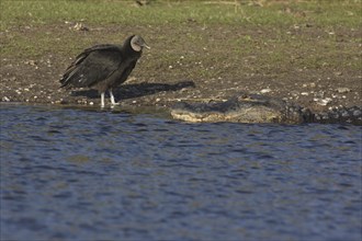 American alligator (Alligator mississippiensis) and black vulture (Coragyps atratus), shore, water,