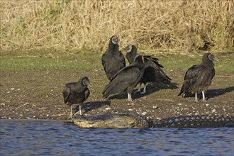 American alligator (Alligator mississippiensis) lying on the shore and a troop of corvids (Coragyps