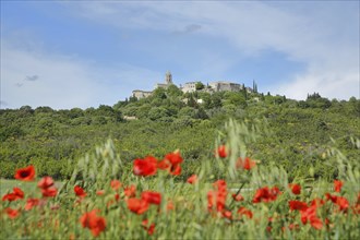 View of mountain village La Garde-Adhémar with poppies, poppy field, landscape, St-Michel church,