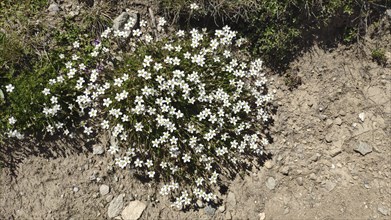 Bristly chickweed (Minuartia laricifolia), Carpathian Mountains, Transylvania, Romania, Europe