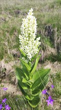 White False Helleborne (Veratrum album), Carpathians, Transylvania, Romania, Europe