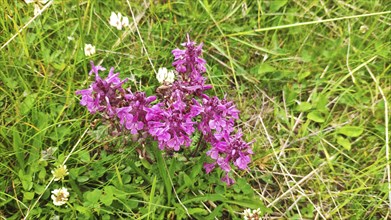 Verticillate lousewort (Pedicularis verticillata), Carpathians, Transylvania, Romania, Europe