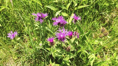 Knapweed (Centaurea spec.), Carpathians, Transylvania, Romania, Europe