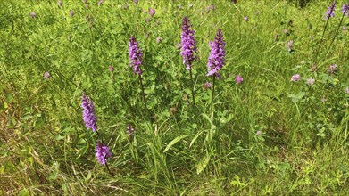 Orchid (Dactylorhiza spec.), Carpathians, Transylvania, Romania, Europe