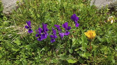 Violet (Viola spec.), Carpathians, Transylvania, Romania, Europe