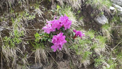 Rusty-leaved alpenrose (Rhododendron ferrugineum), Carpathians, Transylvania, Romania, Europe