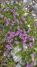 Thyme (Thymus spec.), Carpathians, Transylvania, Romania, Europe